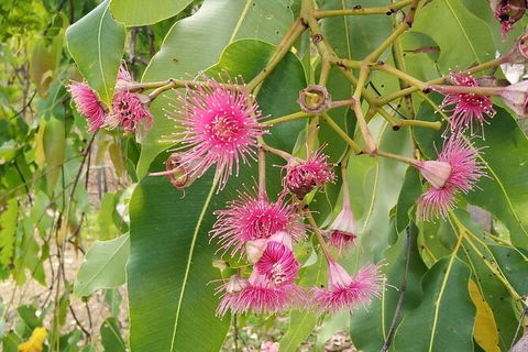 Full-Day Private Guided Tour To Litchfield National Park - Northern Rivers Accommodation 5
