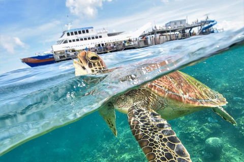 Outer Reef Pontoon Experience From Cairns - Northern Rivers Accommodation 0