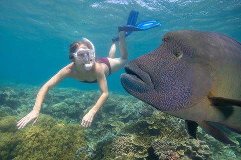 Outer Reef Pontoon Experience From Cairns - Northern Rivers Accommodation 5