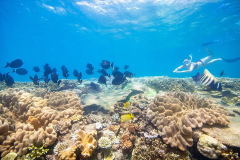Outer Reef Pontoon Experience From Cairns - Northern Rivers Accommodation 2