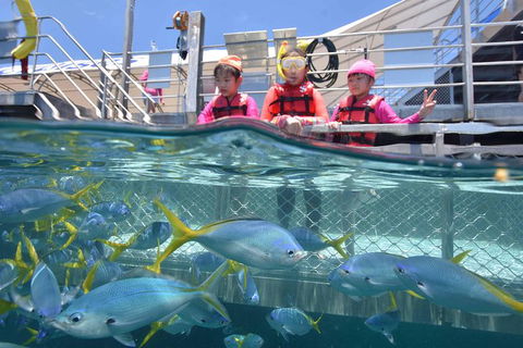 Outer Reef Pontoon Experience From Cairns - Northern Rivers Accommodation 8