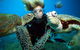 Outer Reef Pontoon Experience From Cairns - thumb 4