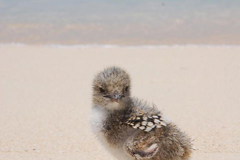 Ocean Spirit Michaelmas Cay Dive And Snorkel Cruise From Cairns - Northern Rivers Accommodation 2