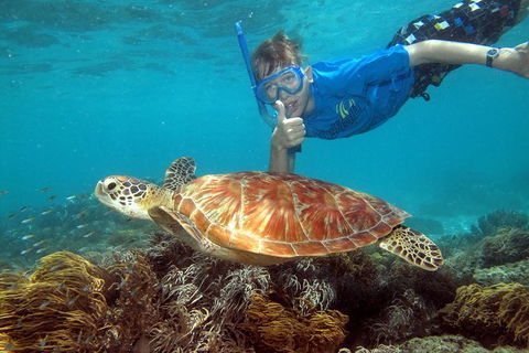 Ocean Spirit Michaelmas Cay Dive And Snorkel Cruise From Cairns - Northern Rivers Accommodation 6