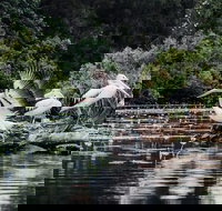 Everglades Eco Safari to Australia's Everglades - Northern Rivers Accommodation