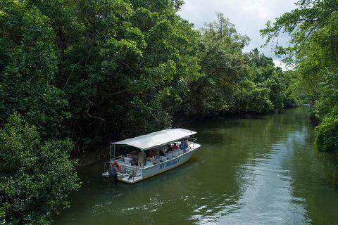 Daintree Rainforest, Cape Tribulation And Bloomfield Track Small Group Tour - Northern Rivers Accommodation 5