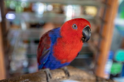 Daintree Rainforest, Cape Tribulation And Bloomfield Track Small Group Tour - Northern Rivers Accommodation 14
