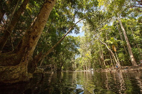 Daintree Rainforest, Cape Tribulation And Bloomfield Track Small Group Tour - Northern Rivers Accommodation 7