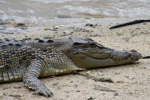 Daintree Rainforest, Cape Tribulation And Bloomfield Track Small Group Tour - Northern Rivers Accommodation 8