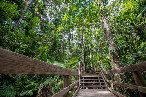 Daintree Rainforest, Cape Tribulation And Bloomfield Track Small Group Tour - Northern Rivers Accommodation 13