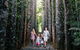 The Original Day Tour To Paronella Park, Lake Barrine And Millaa Millaa Falls - thumb 14