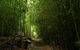 The Original Day Tour To Paronella Park, Lake Barrine And Millaa Millaa Falls - thumb 7