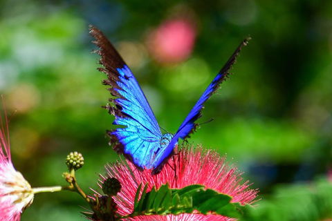 The Original Day Tour To Paronella Park, Lake Barrine And Millaa Millaa Falls - Northern Rivers Accommodation 2