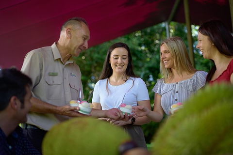 Daintree And Cape Tribulation Tour From Cairns - Northern Rivers Accommodation 1