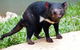 Kuranda Highlights Including Rainforestation Aboriginal Culture And Wildlife - thumb 7