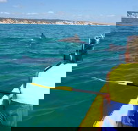Kayak with Dolphins and 4WD Great Beach Drive Day Trip from Noosa - Northern Rivers Accommodation