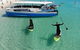Whitsunday Bullet Day Trip - Whitehaven Beach And Snorkelling - thumb 7