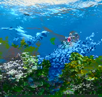 Full Day Snorkel In The Great Barrier Reef - Northern Rivers Accommodation