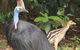 Kuranda Riverboat Sightseeing Cruise - thumb 6