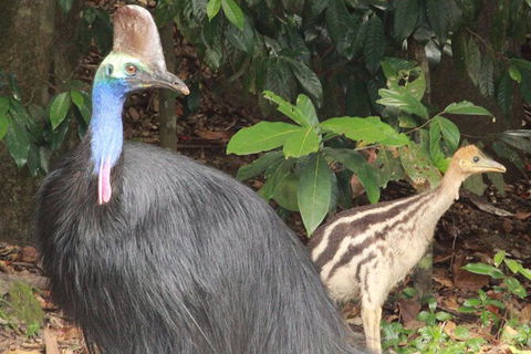 Kuranda Riverboat Sightseeing Cruise - Northern Rivers Accommodation 6