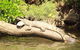Kuranda Riverboat Sightseeing Cruise - thumb 2