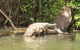 Kuranda Riverboat Sightseeing Cruise - thumb 12