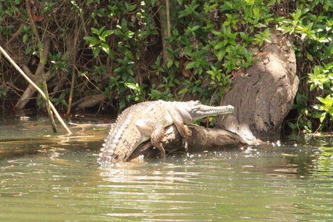 Kuranda Riverboat Sightseeing Cruise - Northern Rivers Accommodation 12
