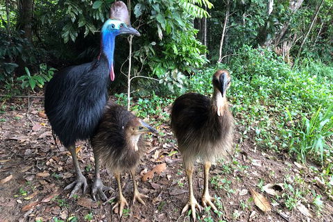 Kuranda Riverboat Sightseeing Cruise - Northern Rivers Accommodation 5