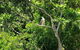 Kuranda Riverboat Sightseeing Cruise - thumb 1