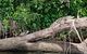 Kuranda Riverboat Sightseeing Cruise - thumb 11