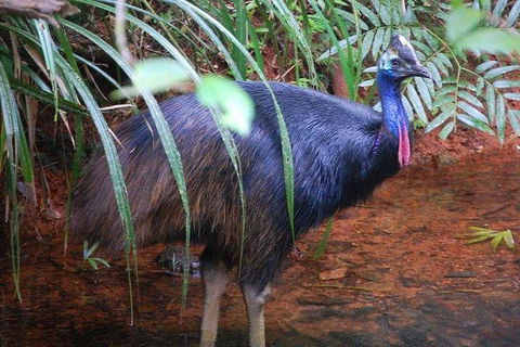 Daintree Discovery Centre Family Pass Ticket - Northern Rivers Accommodation 7