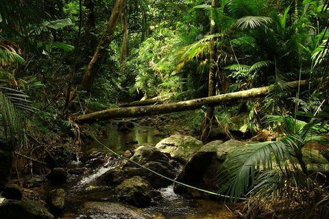 Daintree Discovery Centre Family Pass Ticket - Northern Rivers Accommodation 5