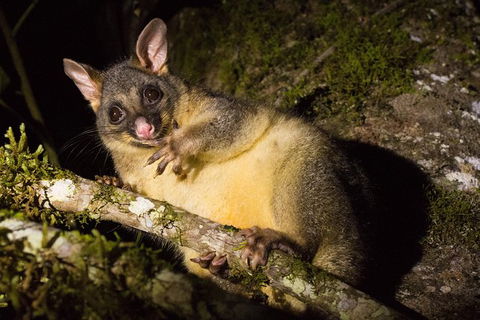 Daintree Afternoon Nocturnal Nature And Wildlife Tour - Northern Rivers Accommodation 7