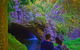 Natural Arch, Rainforest & Volcano Canyon - Private Half Day Tour - thumb 6
