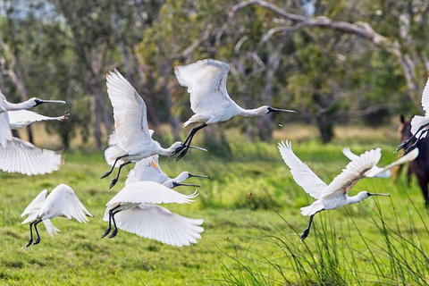 Reef, Wildlife & Rainforest - Reef & Beyond Guided Holidays - Northern Rivers Accommodation 1