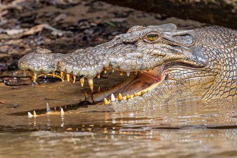 Daintree River Sunset Cruise - Northern Rivers Accommodation 6