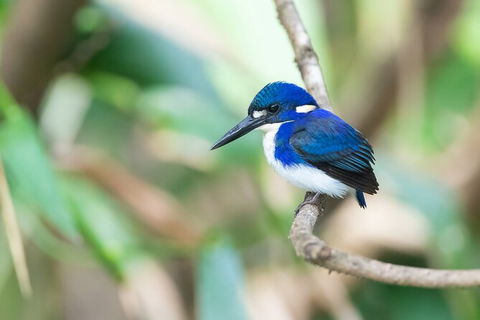 Daintree River Sunset Cruise - Northern Rivers Accommodation 10