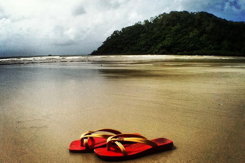 Daintree And Cape Tribulation Full Day Guided Tour - Northern Rivers Accommodation 7