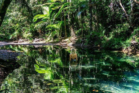 Daintree And Cape Tribulation Full Day Guided Tour - Northern Rivers Accommodation 8