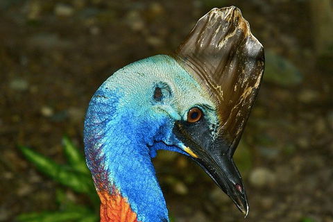 Daintree And Cape Tribulation Full Day Guided Tour - Northern Rivers Accommodation 3