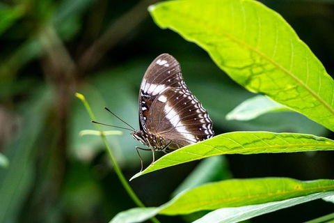 Daintree And Cape Tribulation Full Day Guided Tour - Northern Rivers Accommodation 6