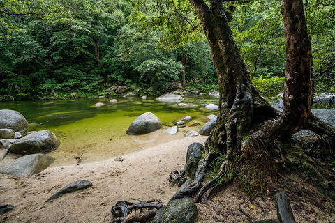 Daintree And Cape Tribulation Full Day Guided Tour - Northern Rivers Accommodation 5