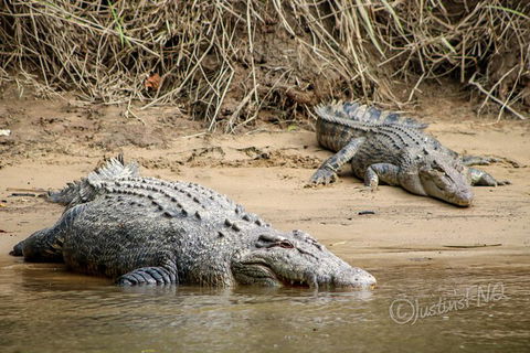 Daintree And Cape Tribulation Full Day Guided Tour - Northern Rivers Accommodation 2
