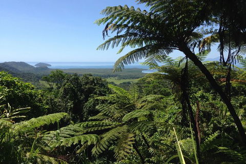Daintree And Cape Tribulation Full Day Guided Tour - Northern Rivers Accommodation 1
