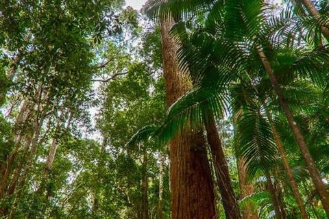 3-Day Fraser Island Hiking And 4WD Adventure From Hervey Bay - Northern Rivers Accommodation 1
