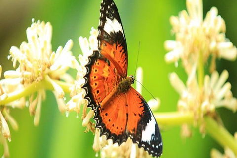 Kuranda Day Tour + HotAir Balloon Combo - Northern Rivers Accommodation 7