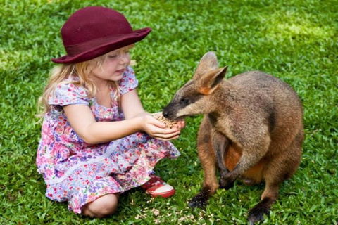 Kuranda Day Tour + HotAir Balloon Combo - Northern Rivers Accommodation 14