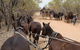 Cobb And Co Stagecoach Experience - thumb 1