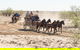 Cobb And Co Stagecoach Experience - thumb 4