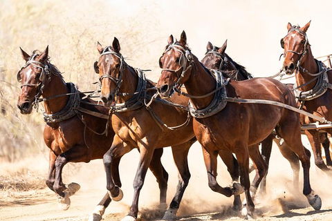 Cobb And Co Stagecoach Experience - Northern Rivers Accommodation 2